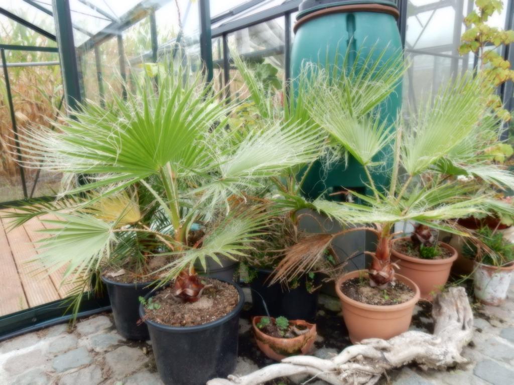 Palmboom Washingtonia Robusta, Tuin en Terras, Ophalen, Bloeit niet, Vaste plant, Volle zon