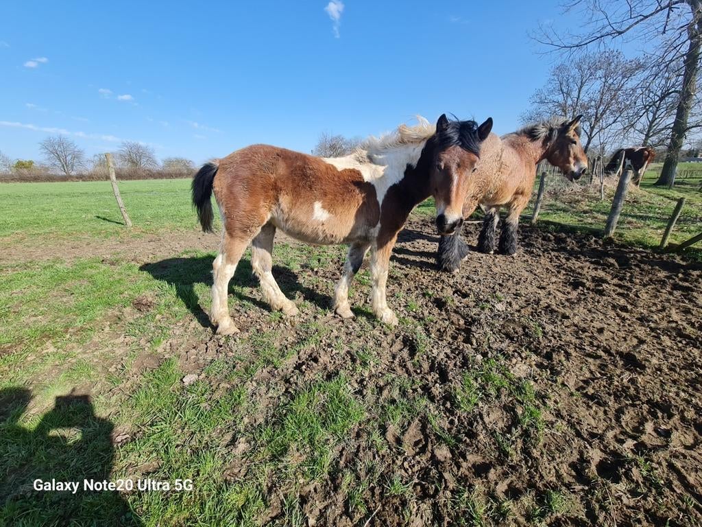 Kruising Oostenrijks boerenpaard met bont rijpaard merrie bi, Dieren en Toebehoren, Merrie, M