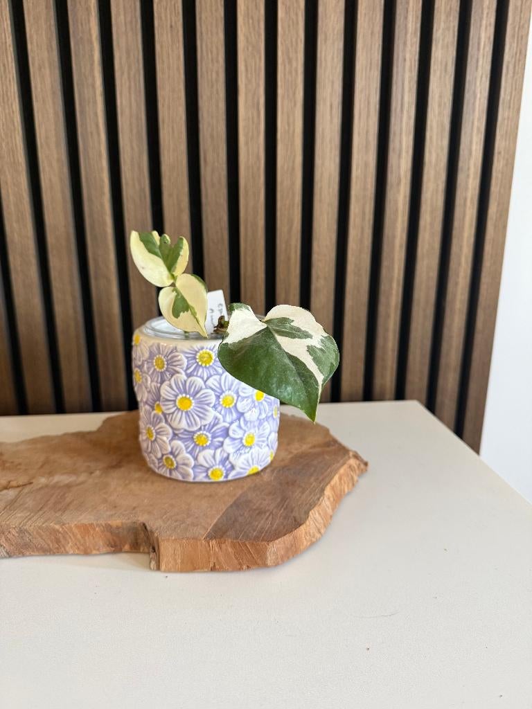 Epipremnum Aureum N'Joy geworteld stekje, Huis en Inrichting, Kamerplanten, Overige soorten, Minder dan 100 cm, Groene kamerplant