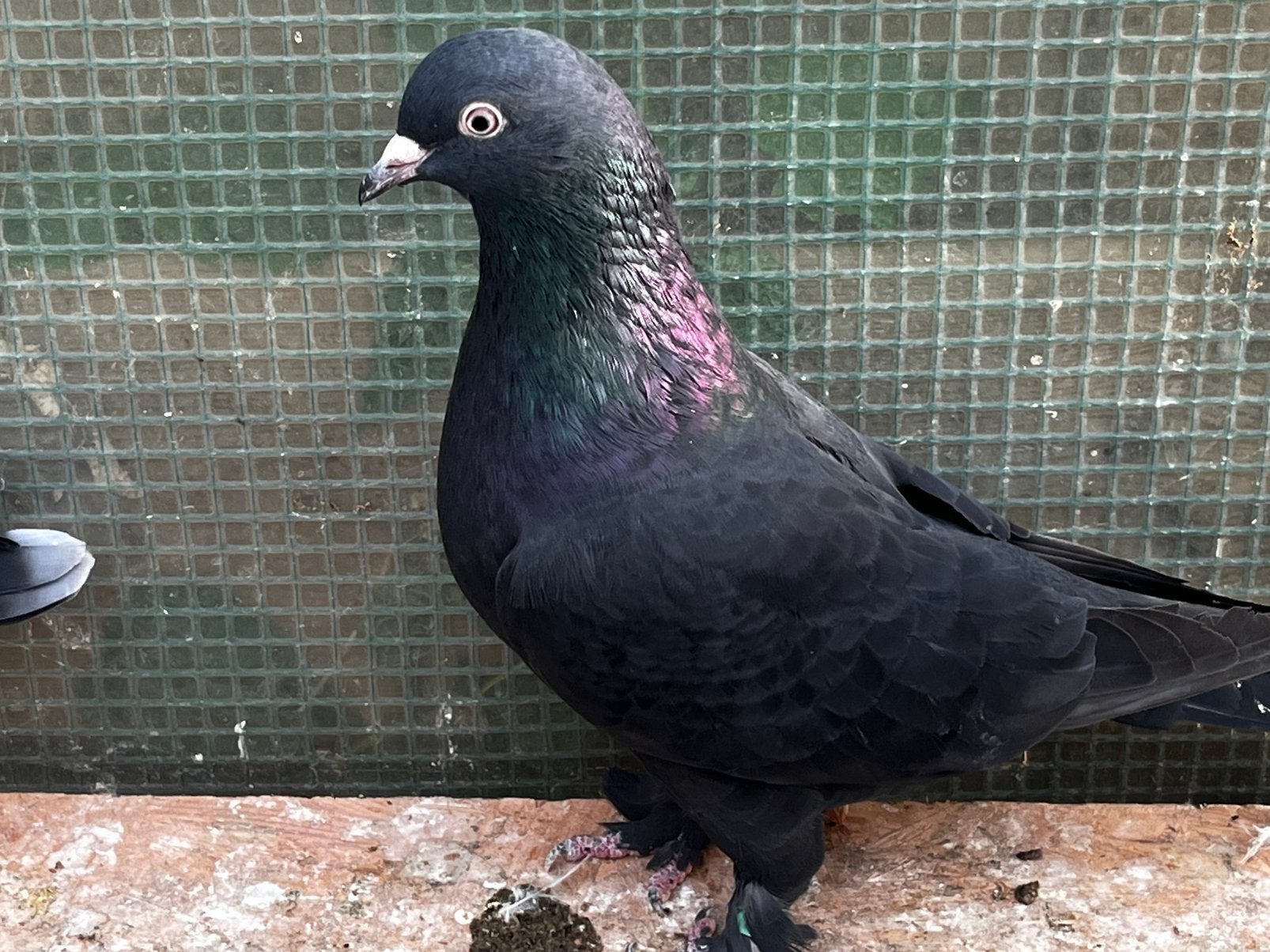 Takla arap, Dieren en Toebehoren, Meerdere dieren, Tuimelaar of Roller