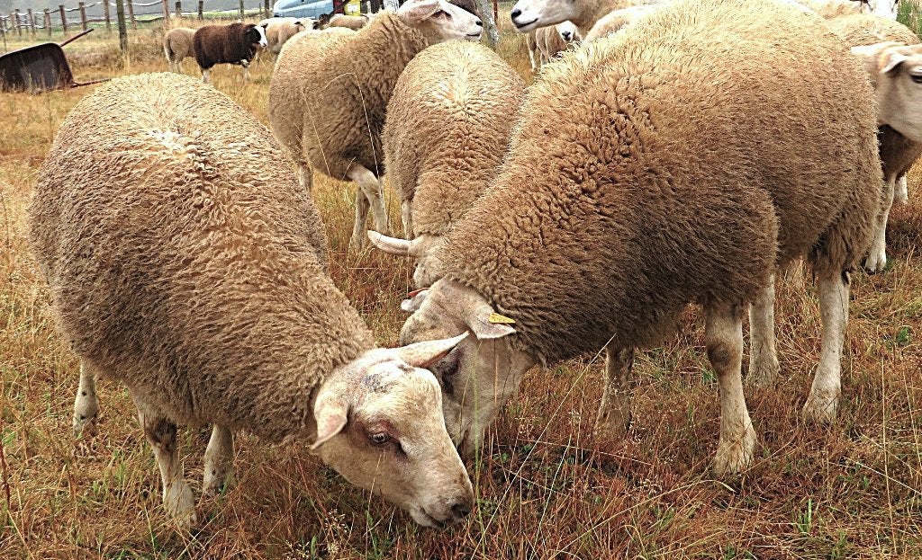 Schapen, Mars, Mâle