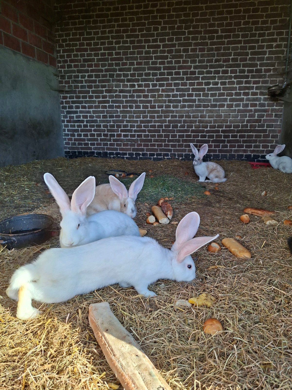 Vlaamse reuzen te koop, Plusieurs animaux, Grand, 0 à 2 ans