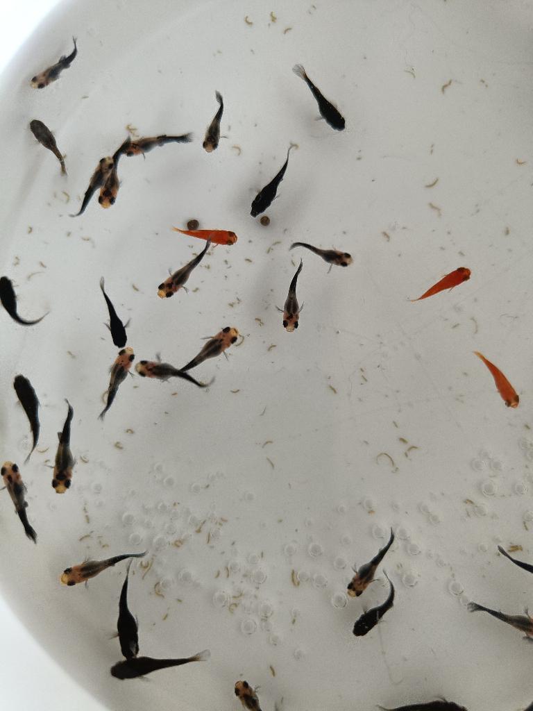 Vissen 'Molly', Dieren en Toebehoren, Vis, Zoetwatervis