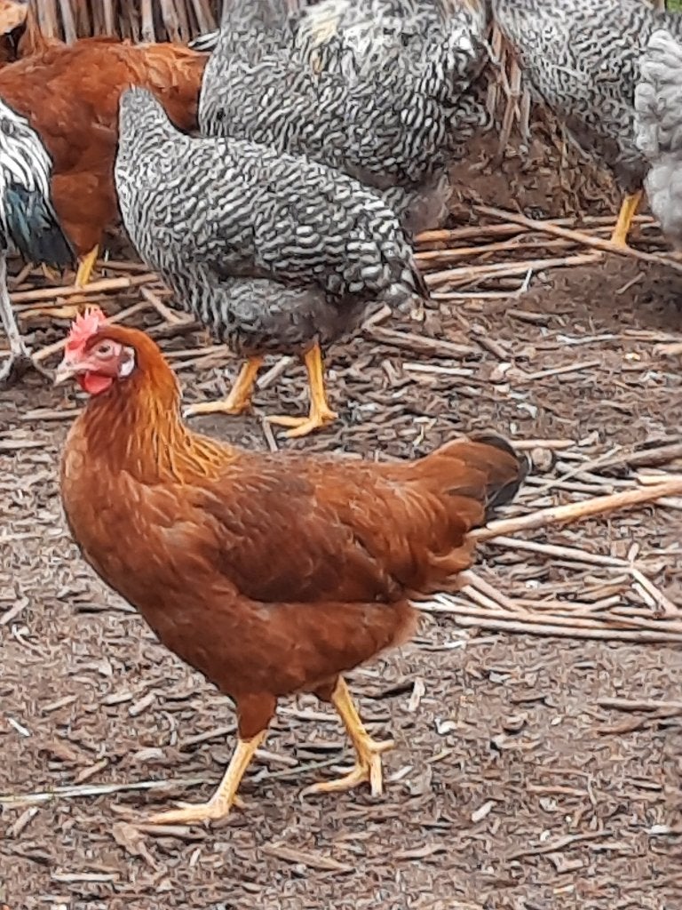 Legkippen, Animaux & Accessoires, Volatiles, Plusieurs animaux, Poule ou poulet