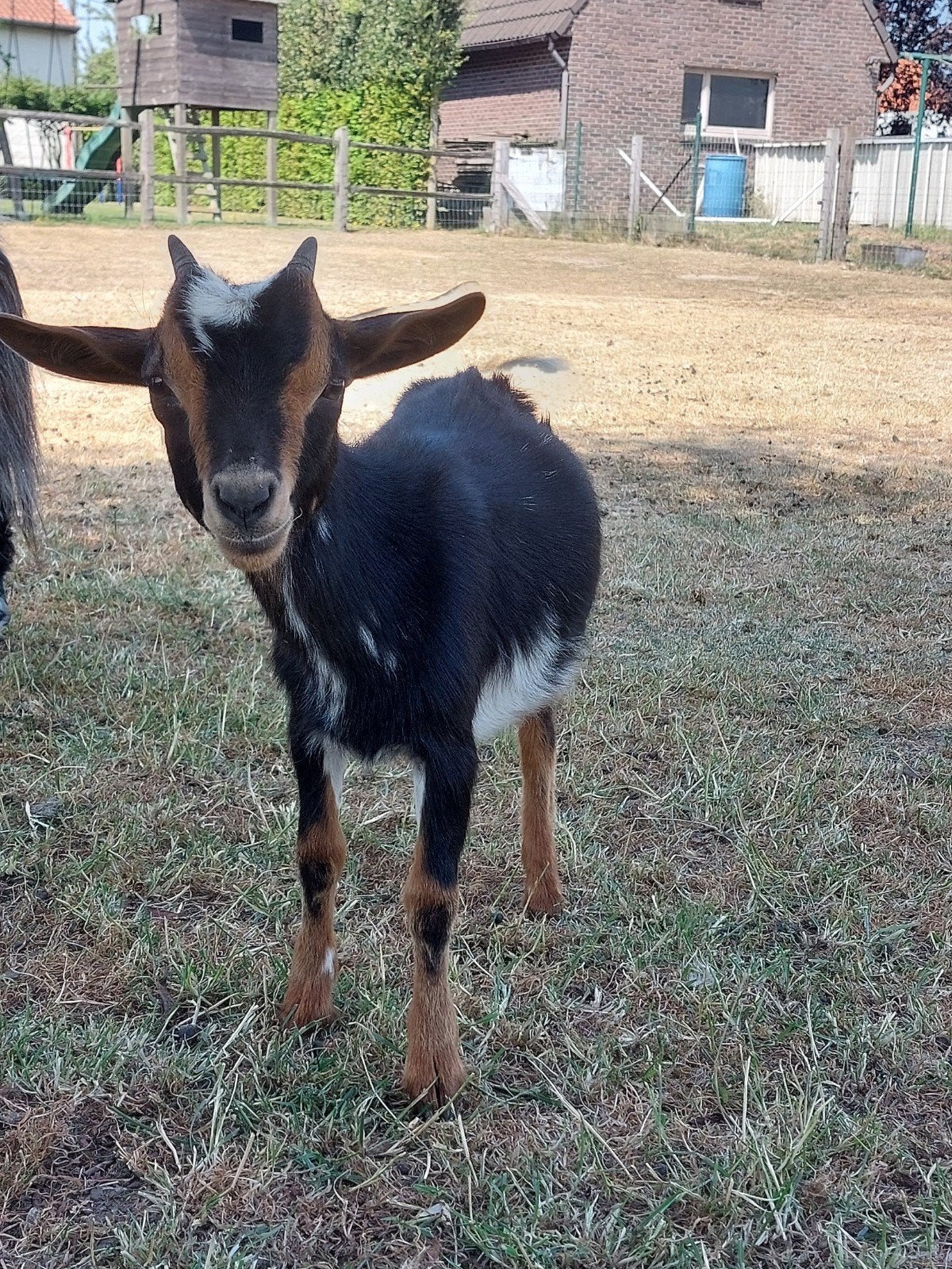 Black and tan ooitje., Vrouwelijk, Geit, 0 tot 2 jaar