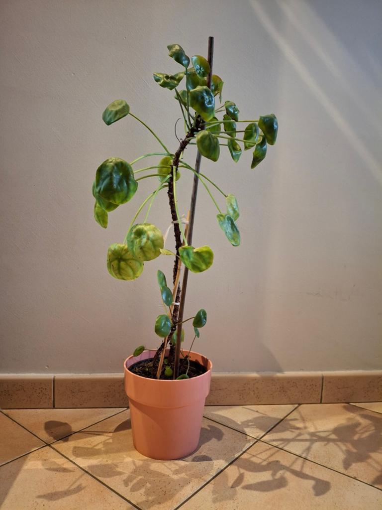 Pannenkoekenplant, Maison & Meubles, Plantes d'intérieur, Enlèvement