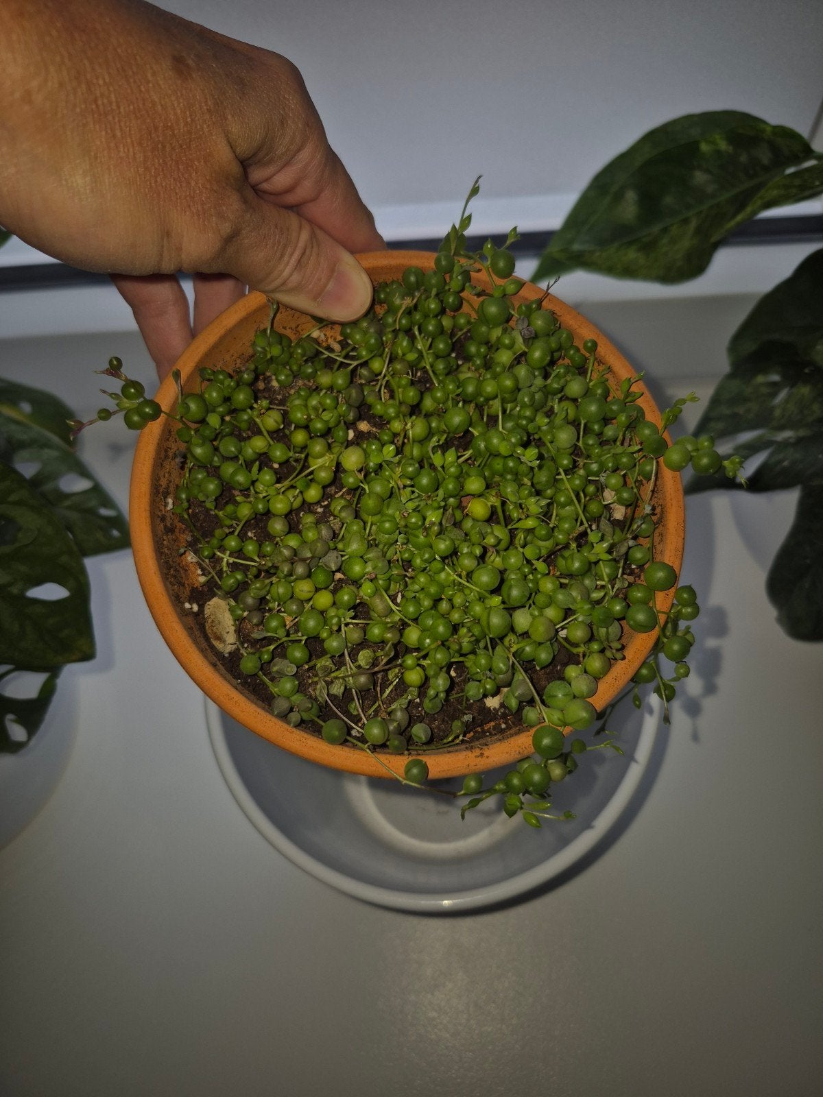 Erwtenplantje in terracotta pot, Ophalen