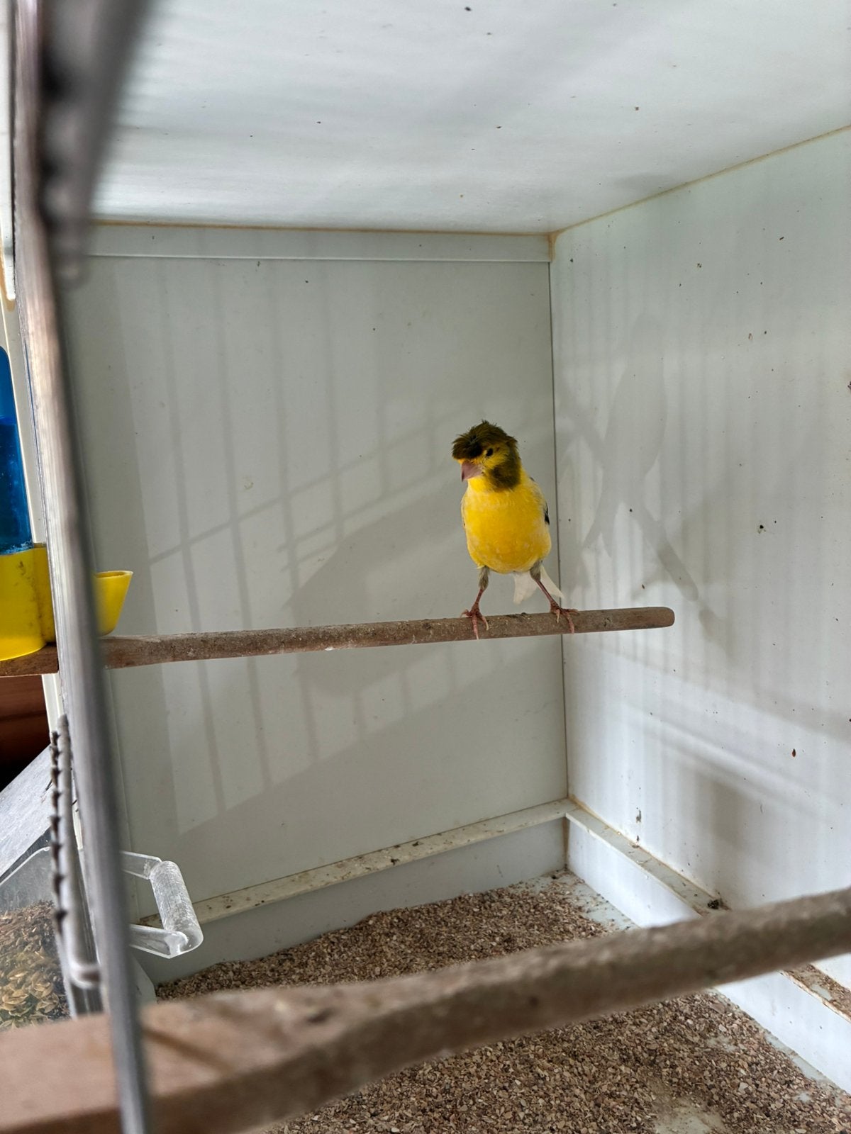 Kuifkanarie (Man), Dieren en Toebehoren