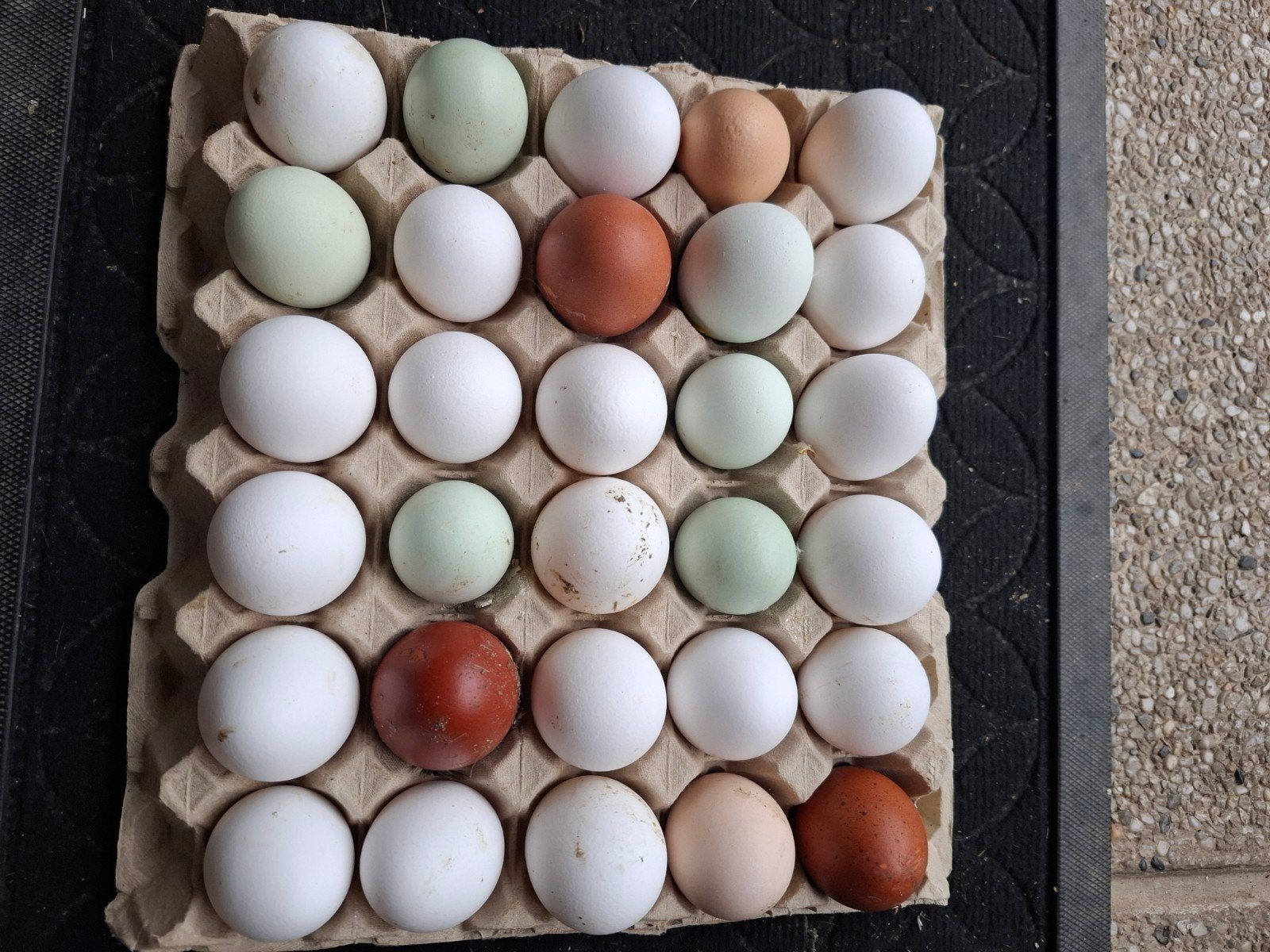 Oeufs fécondés a couver frais du jour bio 12 €/12 pièces, Enlèvement