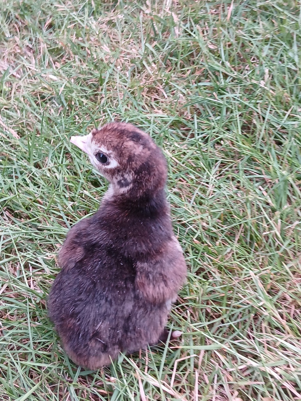 1 kalkoenen kuiken, Dieren en Toebehoren, Pluimvee, Geslacht onbekend, Kalkoen