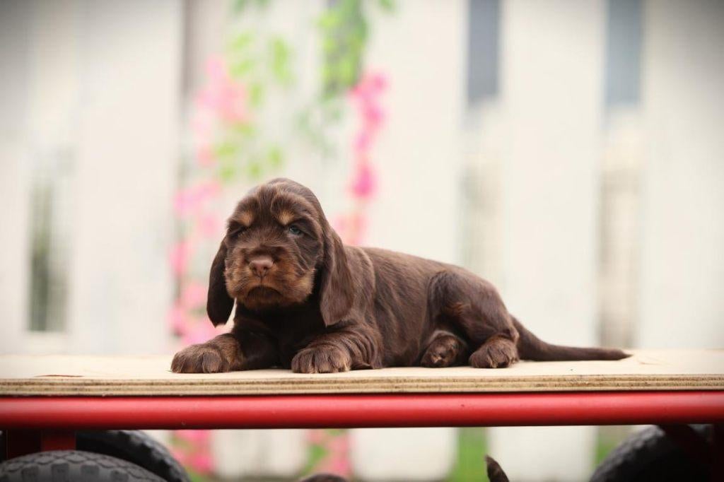 Choco bruine Engelse Cocker pups, DNA gecontroleerd, Dieren en Toebehoren, Parvo, België, 8 tot 15 weken, Meerdere