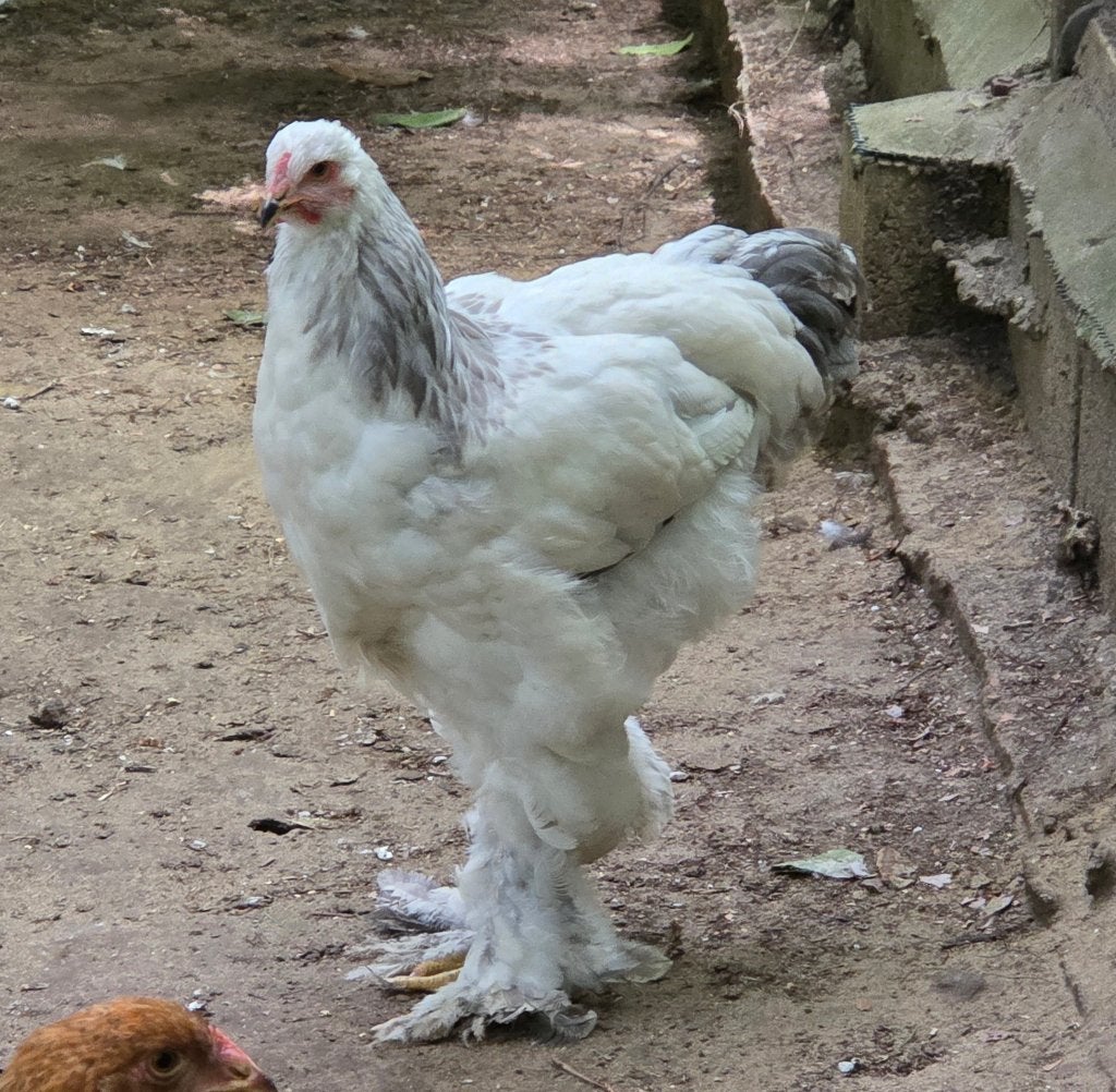 Brahma colombia/colombia blauw haantjes, Dieren en Toebehoren, Mannelijk, Kip