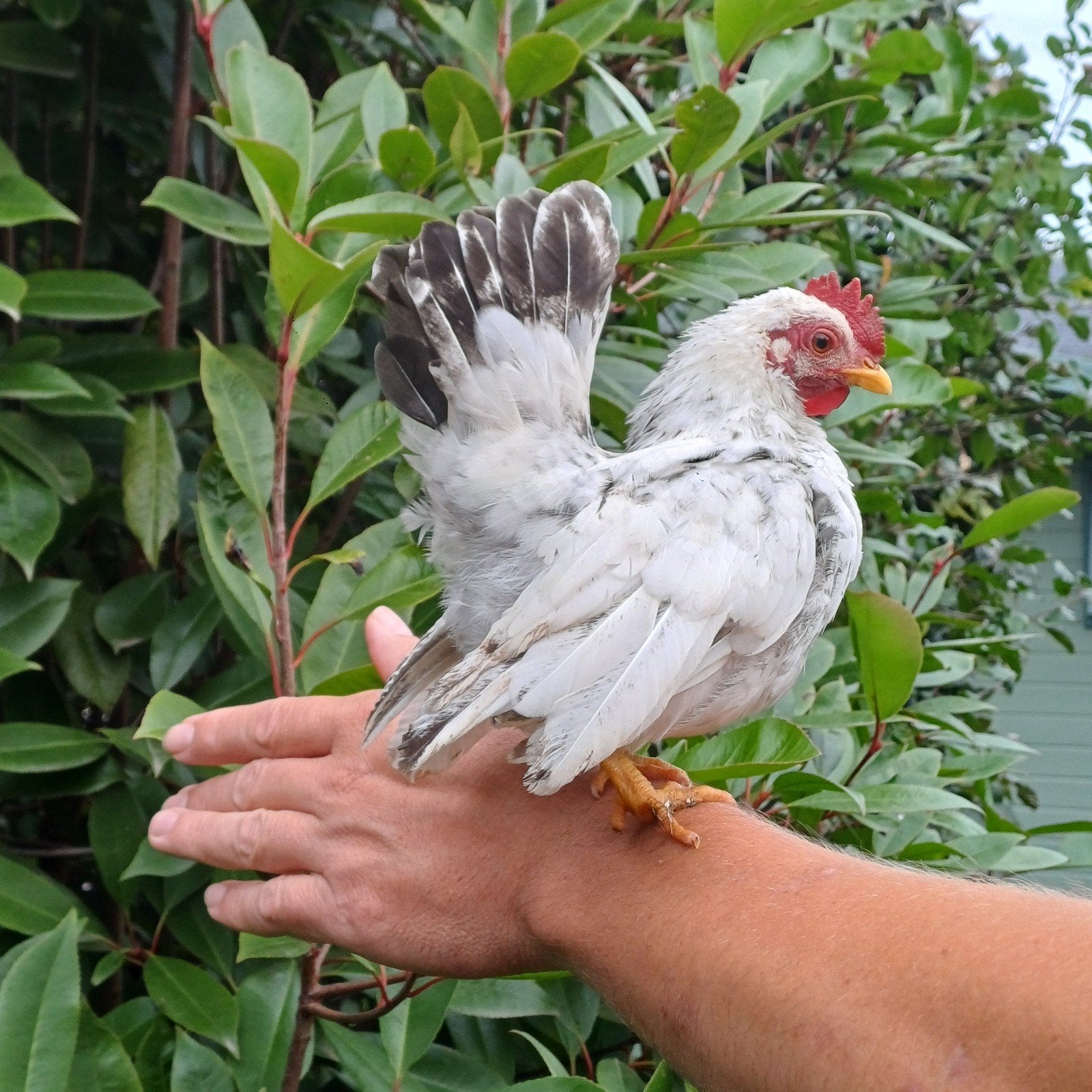 Petit serama, Mâle, Poule ou poulet