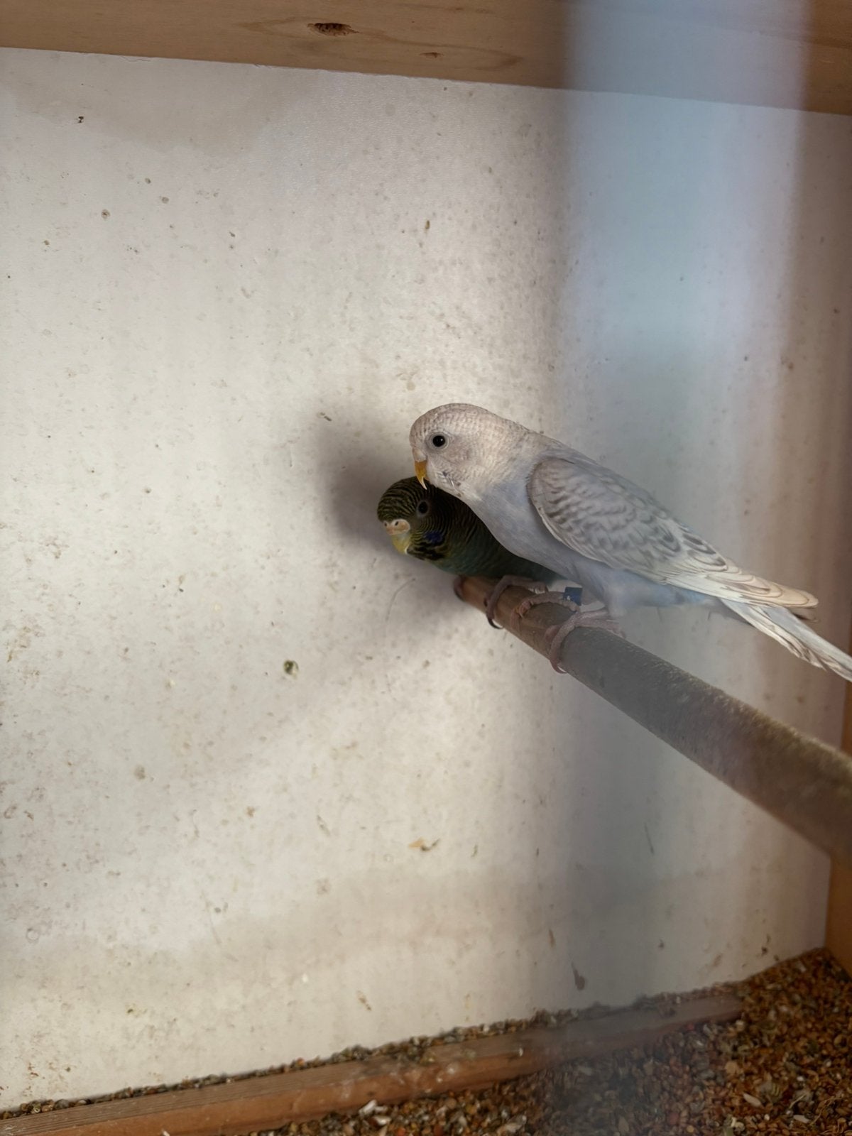 Opaline split bf split melanistic, Dieren en Toebehoren, Geringd