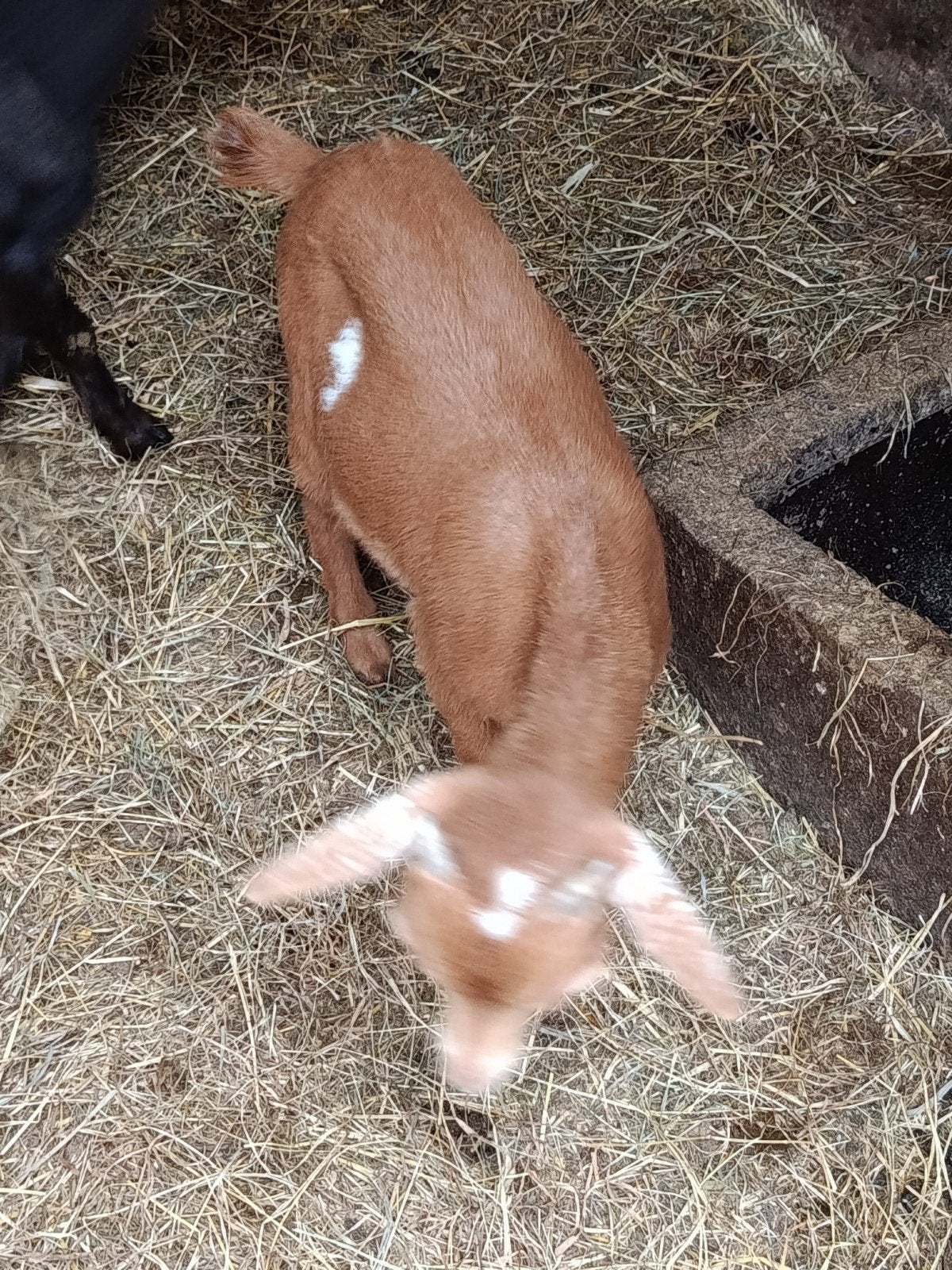 Abrikoos dwerggeiten bokje, Dieren en Toebehoren, Schapen, Geiten en Varkens, Mannelijk, Geit, 0 tot 2 jaar