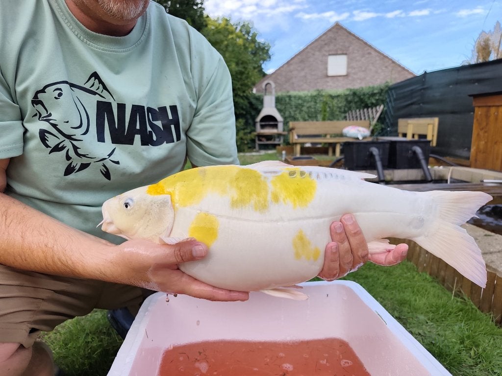 Koi 55 cm, Dieren en Toebehoren, Vissen | Vijvervissen, Karper of Koi