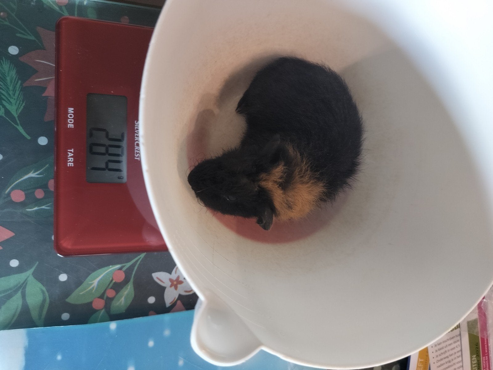 cavia, Dieren en Toebehoren, September, Mannelijk, Cavia