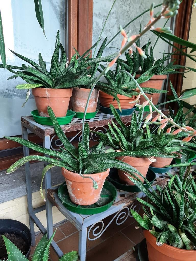 Vetplanten gasteria, Tuin en Terras, Planten | Tuinplanten, Ophalen, Zomer