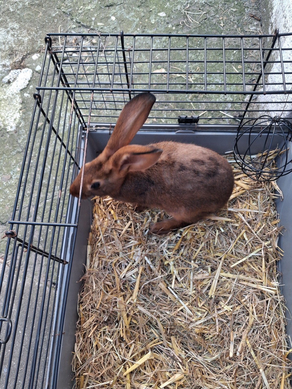 Raszuiver haaskonijn ram elf weken 12 €, Dieren en Toebehoren, Konijnen