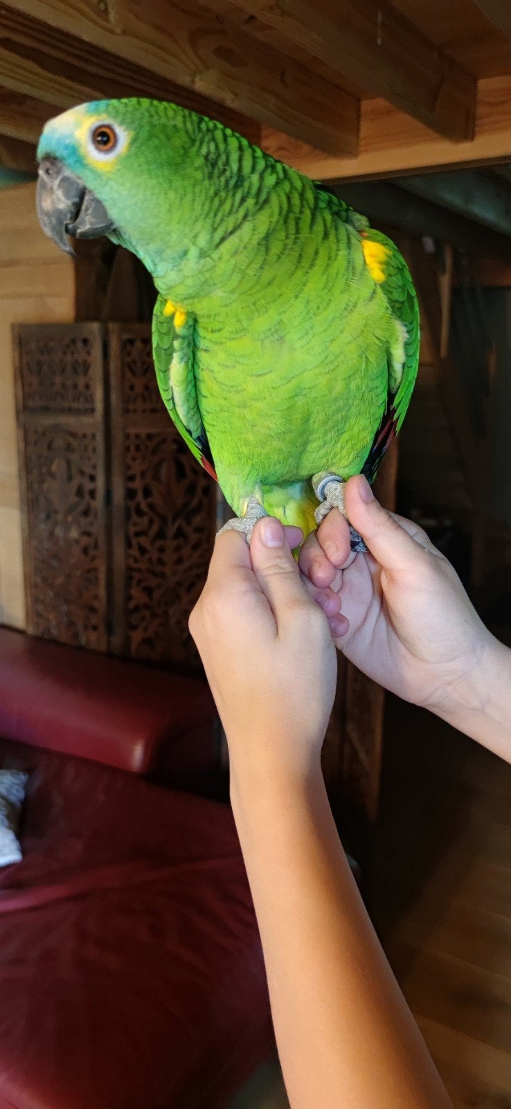 Perroquet Amazone tête bleu, Ophalen