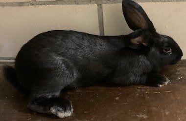 konijnen, Dieren en Toebehoren, Konijnen, Vrouwelijk, Groot, 0 tot 2 jaar