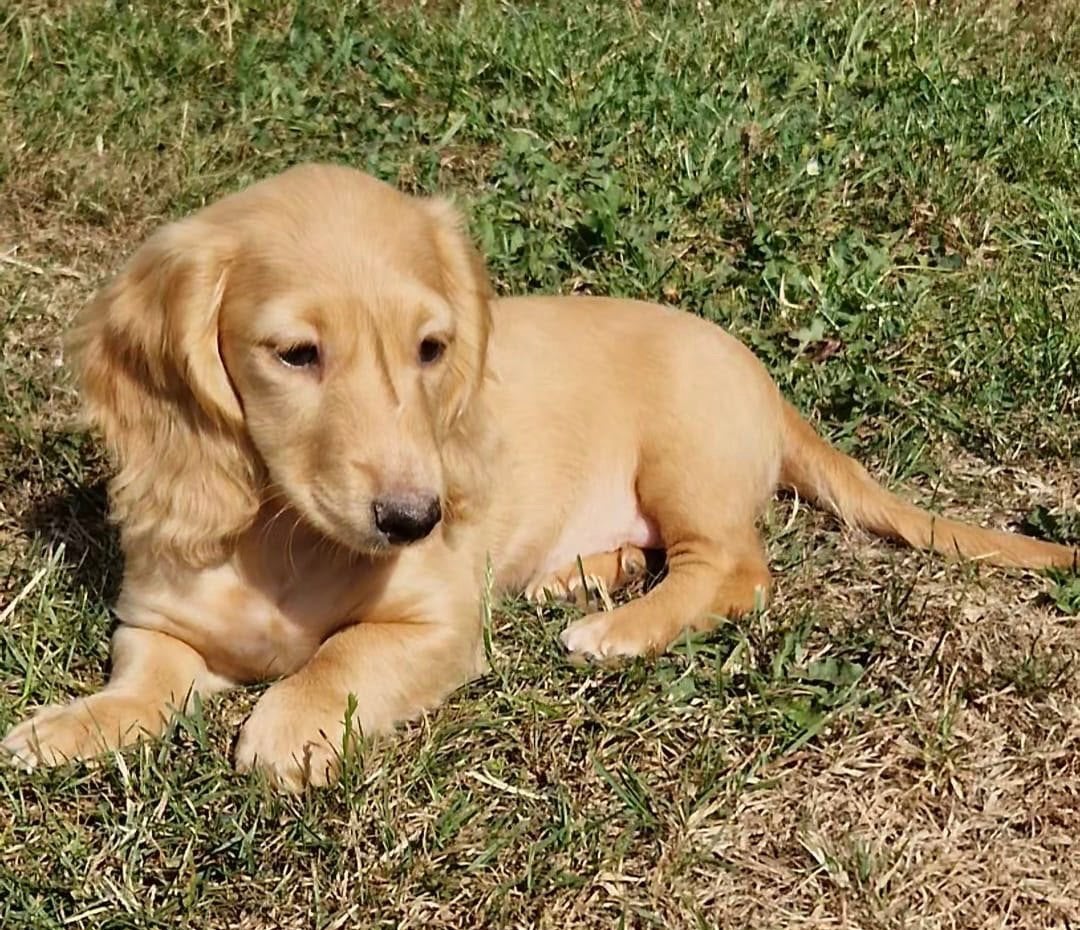 teckel pups,dwerg,red cream,langharig,teef, Dieren en Toebehoren, België, 8 tot 15 weken, Teef, Dwerg