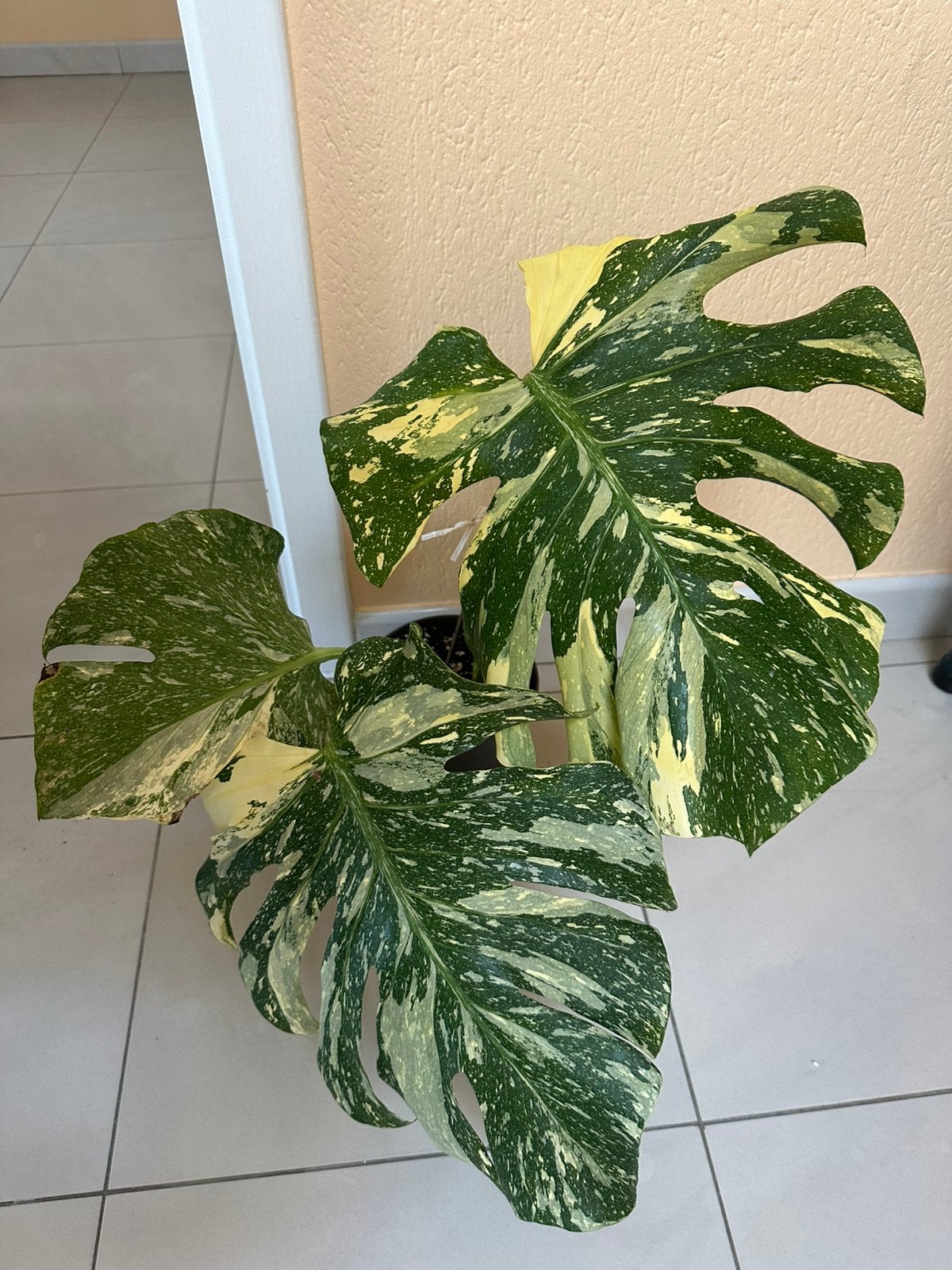 Monstera Thai constellation, Huis en Inrichting, Ophalen, Overige soorten, Halfschaduw, In pot