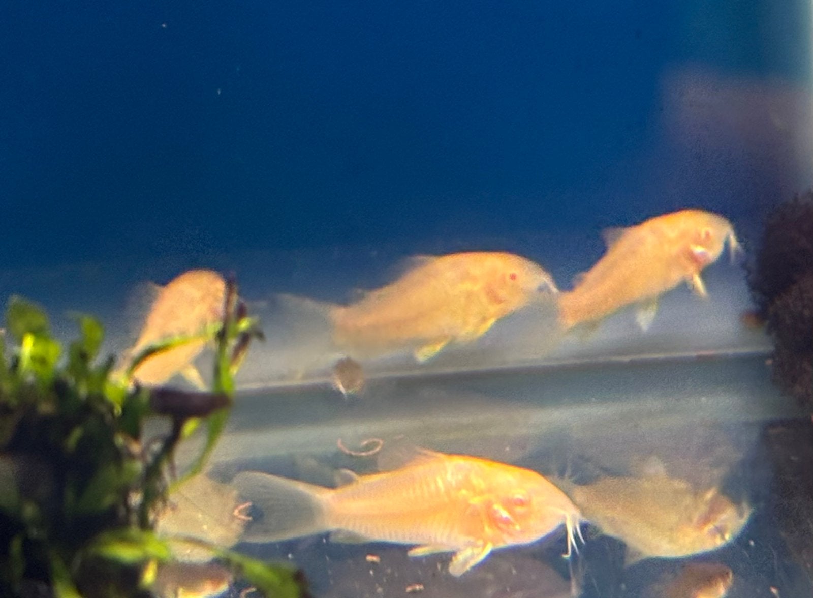 Jonge Corydoras albino, Dieren en Toebehoren, Vis, Zoetwatervis