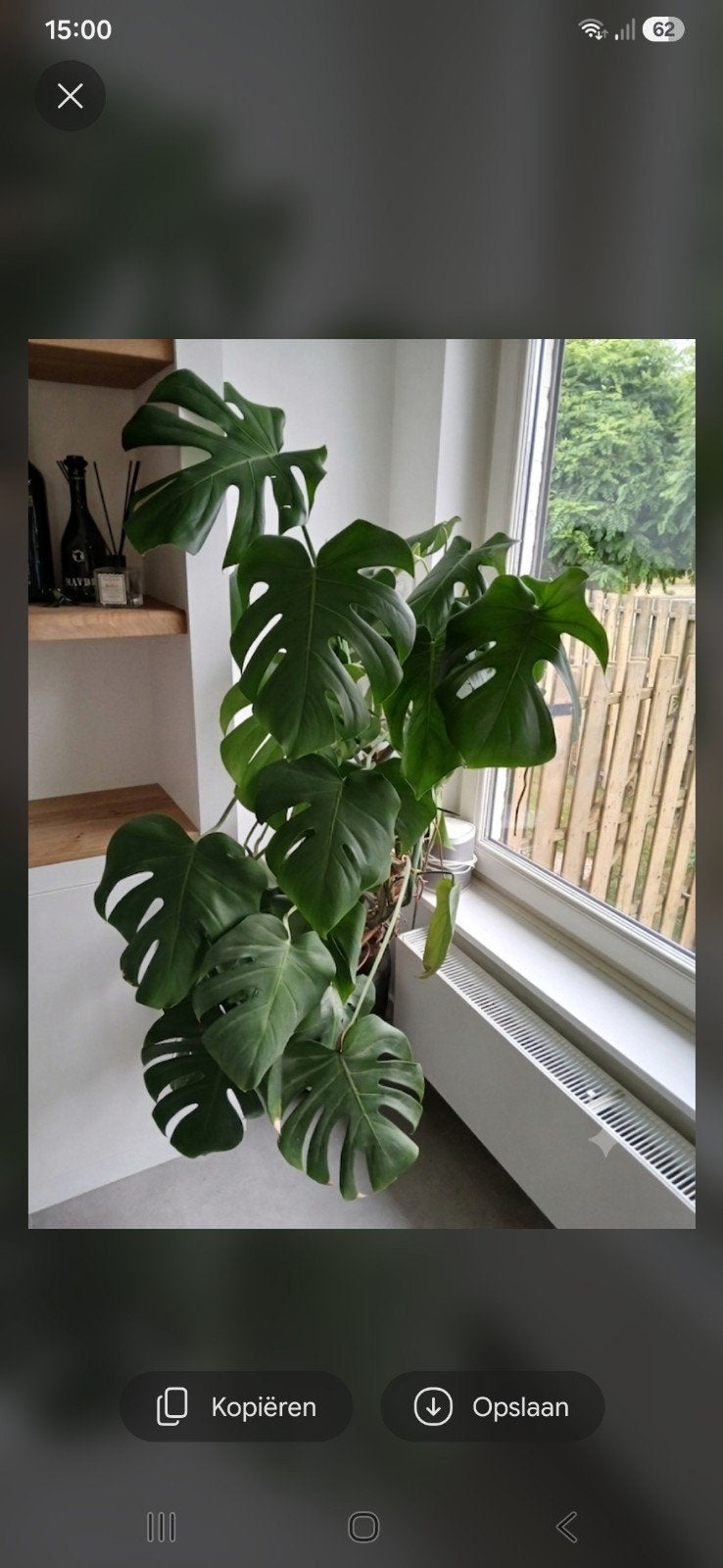 Grote Monstera met pot, Huis en Inrichting, Kamerplanten, Ophalen