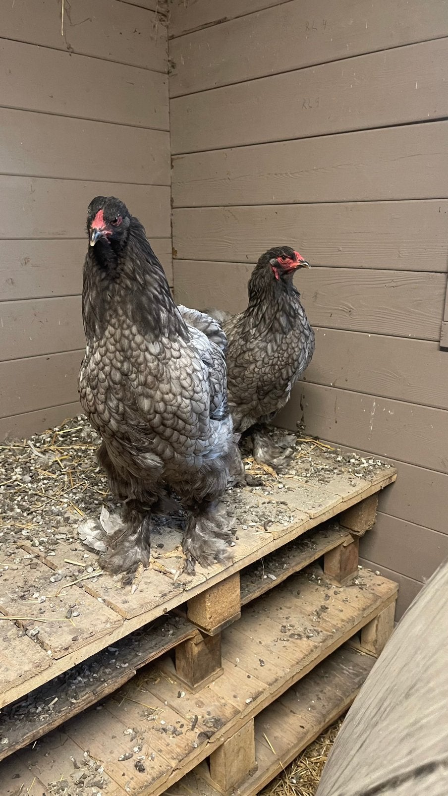 2 Blauwe Brahma hennen