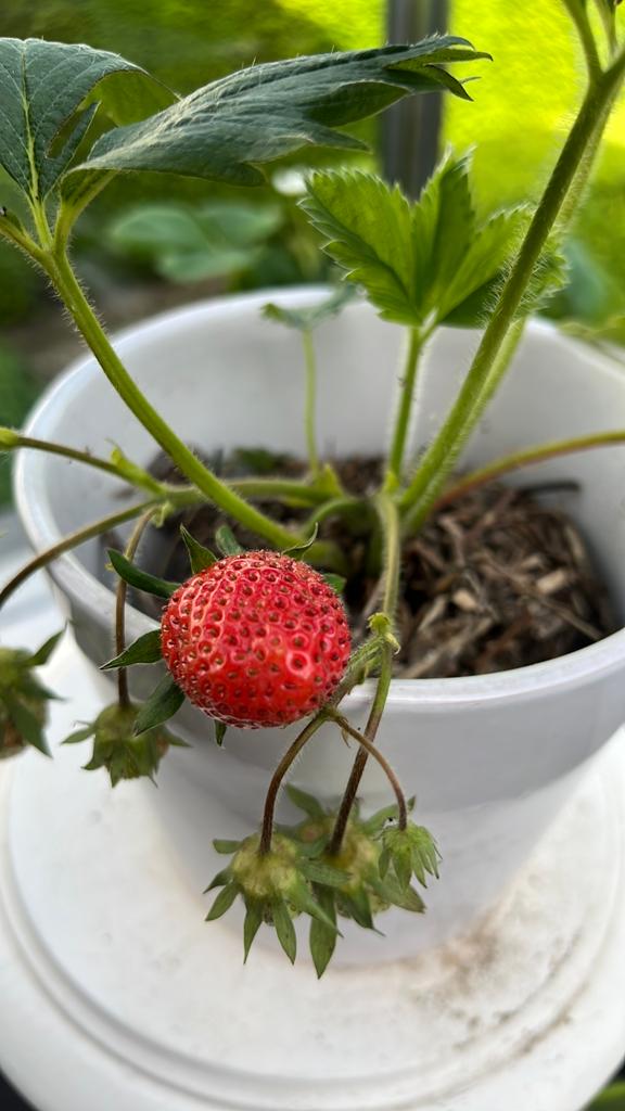 Aardbeiplanten met dragende vruchten, Ophalen