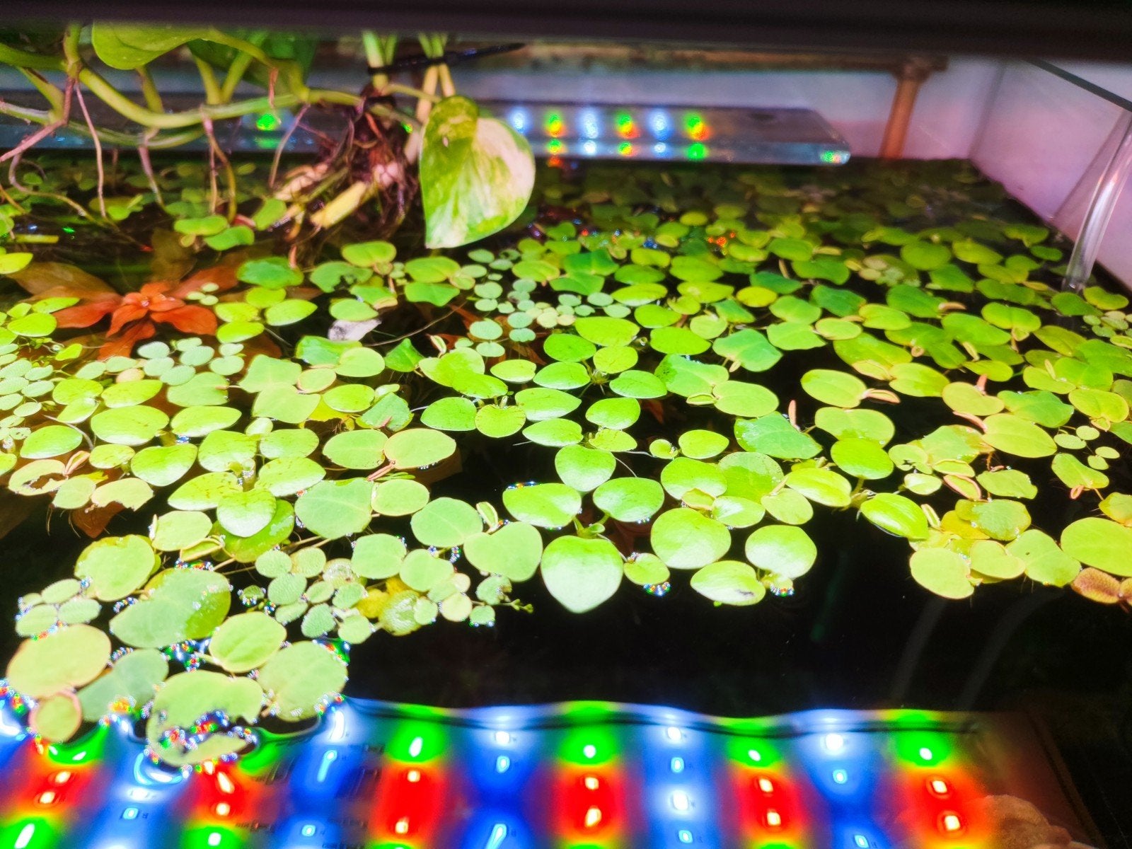 Lentilles d'eau / plantes flottantes aquarium, Enlèvement