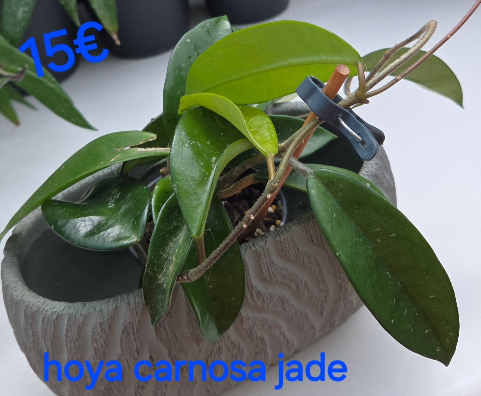 Hoya, Envoi