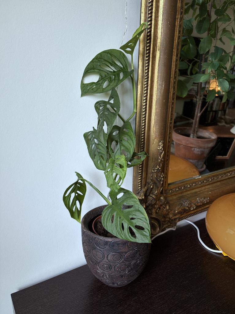 Monstera Adansonii, Monkey Leaf, echte plant, Huis en Inrichting, Kamerplanten, Ophalen, Overige soorten, Halfschaduw, Minder dan 100 cm