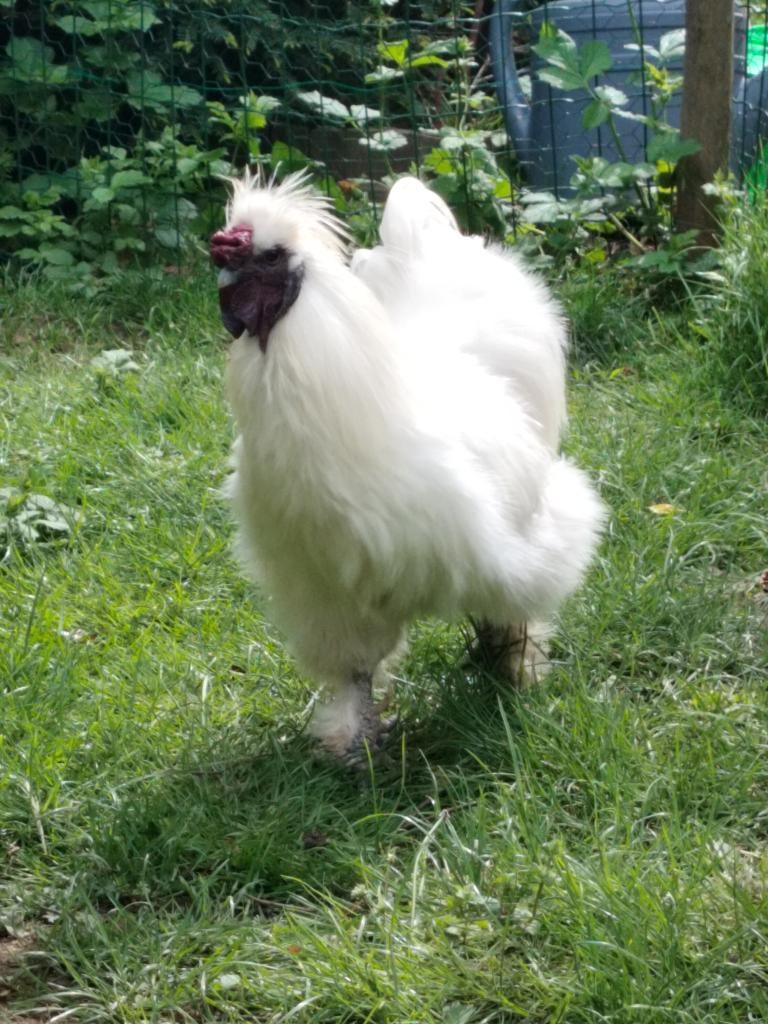 gratis haan, Dieren en Toebehoren, Pluimvee, Mannelijk, Kip
