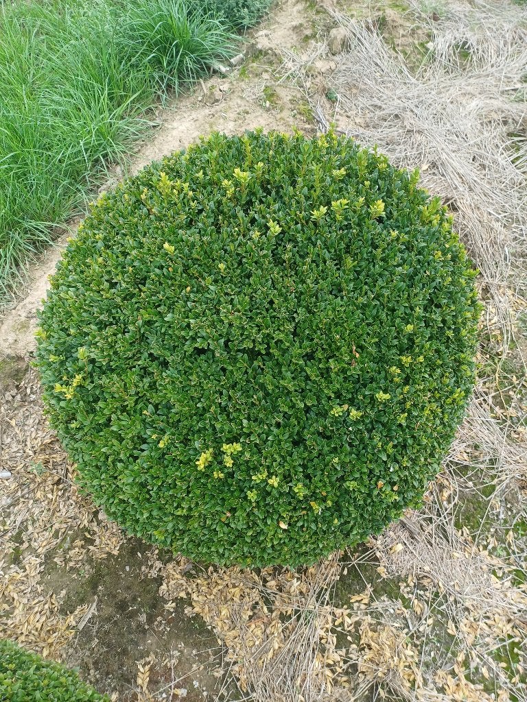 Buxus bol (riemst, Tuin en Terras, Ophalen, Buxus