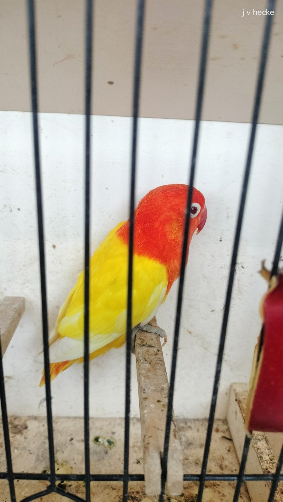 lutino opaline fischeri