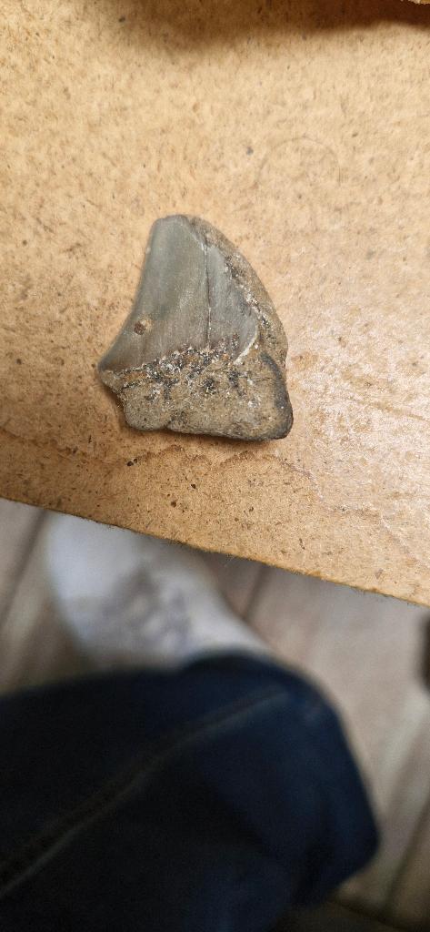 Fossil Tooth Otodus megalodon, Verzamelen, Ophalen, Fossiel