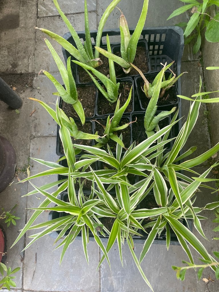 Graslelie, sierverbena, krentenboompjes, vetplantje,akelei…, Tuin en Terras, Ophalen