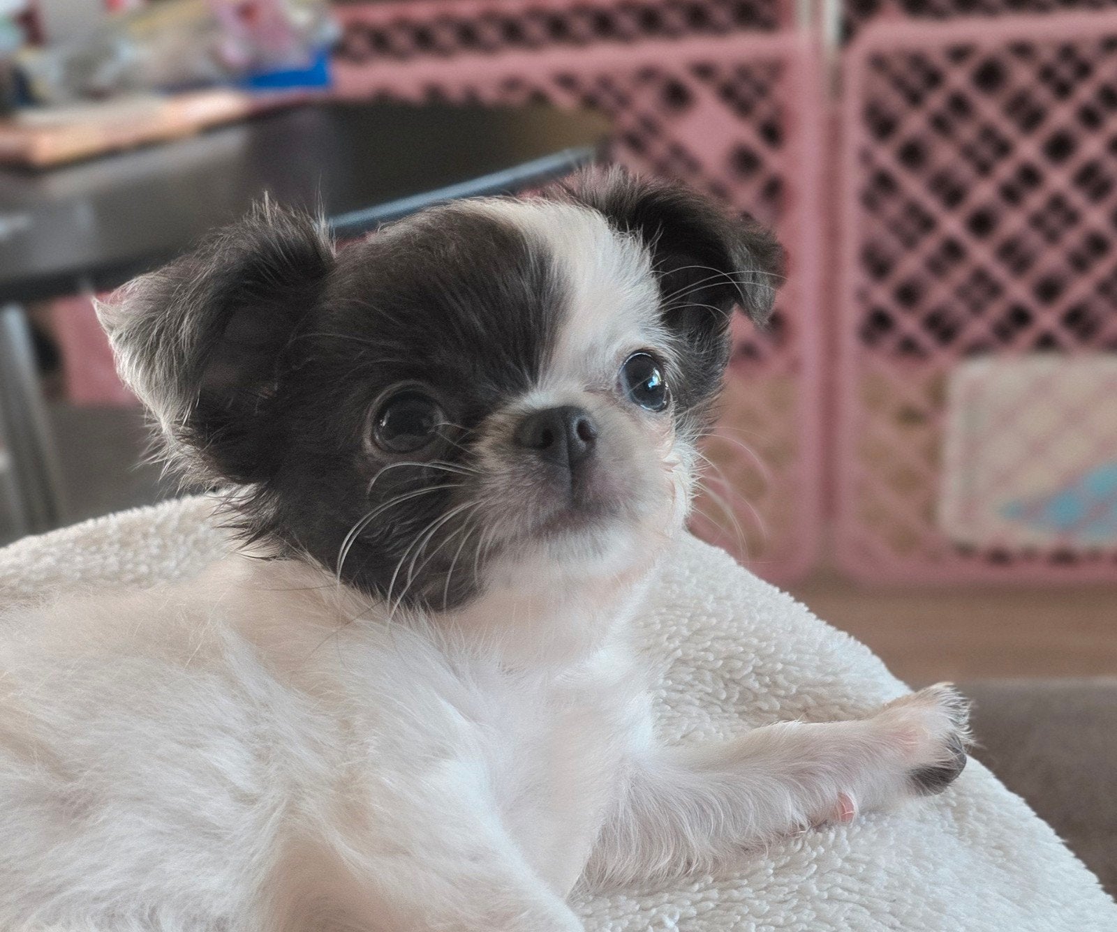 Langharig bleu White chihuahua reutje, Dieren en Toebehoren, Parvo, België, Fokker | Hobbymatig, 8 tot 15 weken