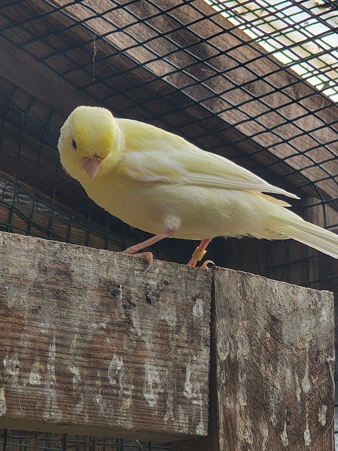 jonge kanaries 2026, Dieren en Toebehoren, Vogels | Kanaries, Zangkanarie, Meerdere dieren