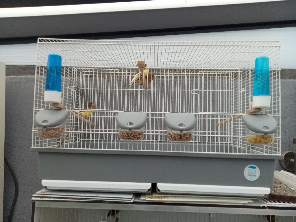 Spaanse timbrado kanaries, Dieren en Toebehoren, Vogels | Kanaries, Mannelijk, Zangkanarie