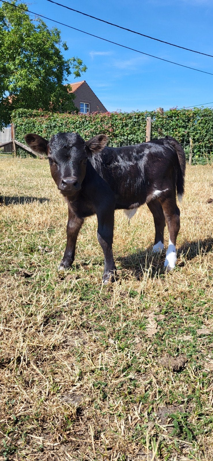 Dexter vaarskalf, Dieren en Toebehoren