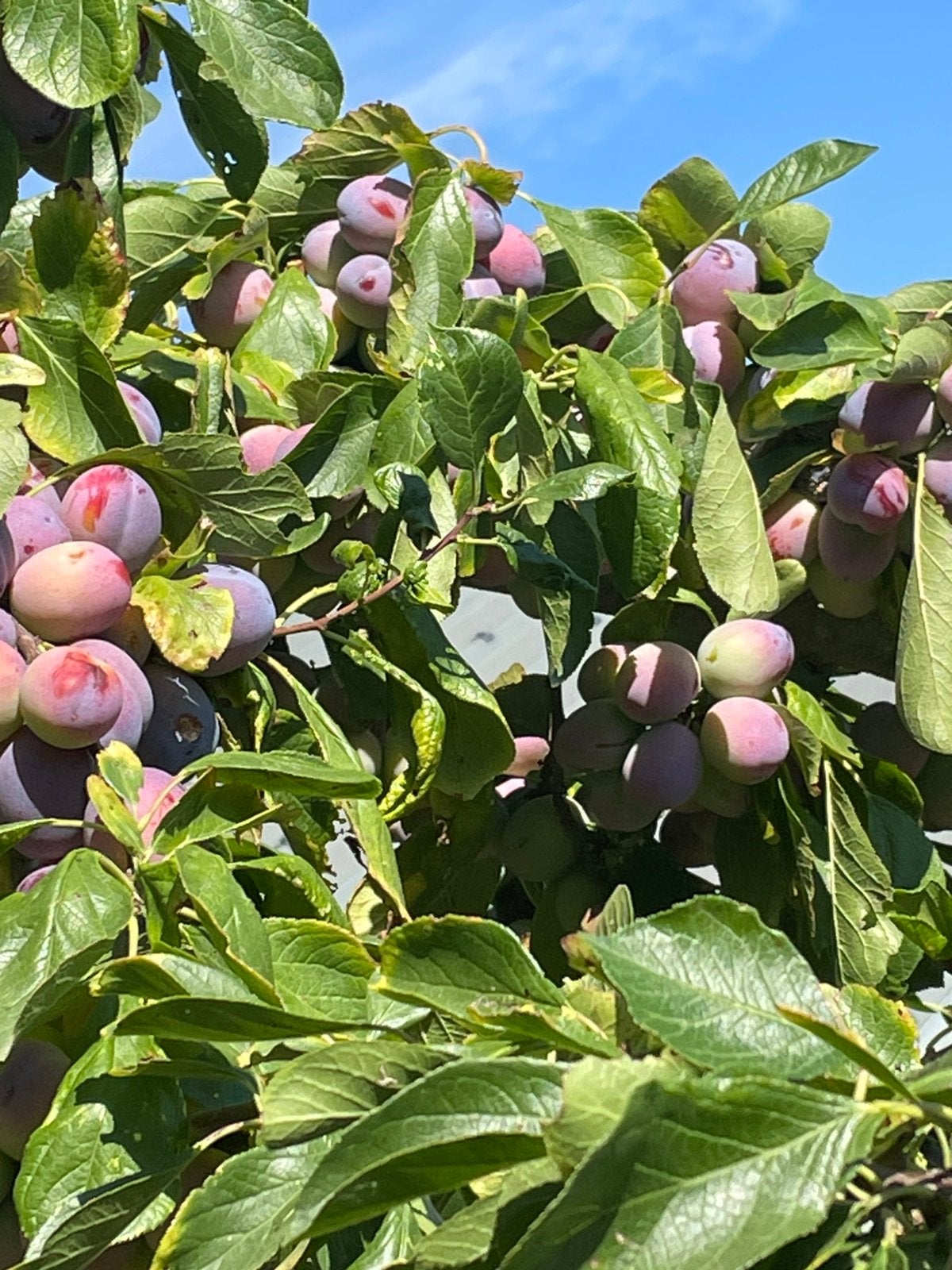 Pruimen uit eigen tuin, Enlèvement