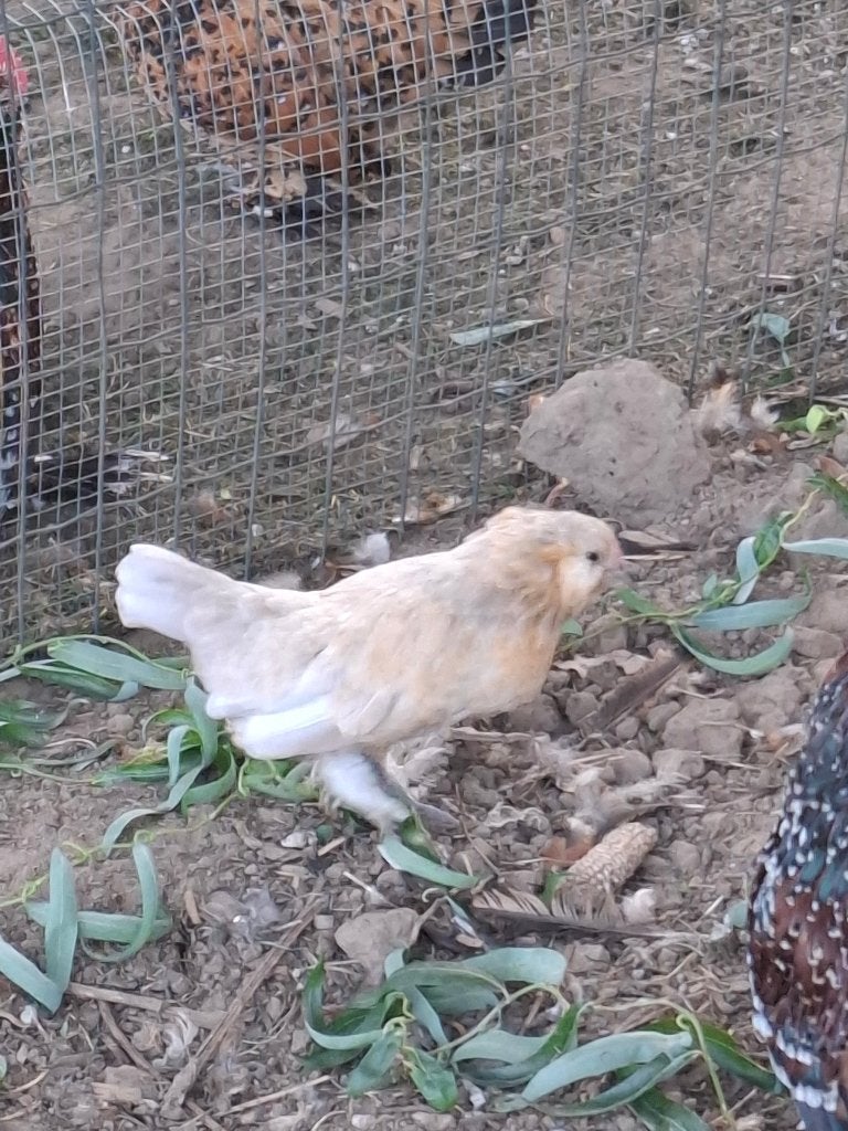 Ukkelse baardkriel, Meerdere dieren, Kip