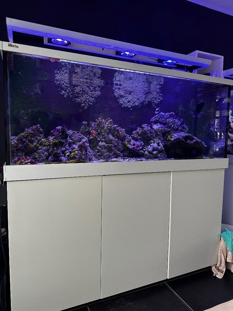 Pierre vivante d’aquarium, Animaux & Accessoires, Enlèvement, Utilisé, Plante(s), Pierre ou Bois