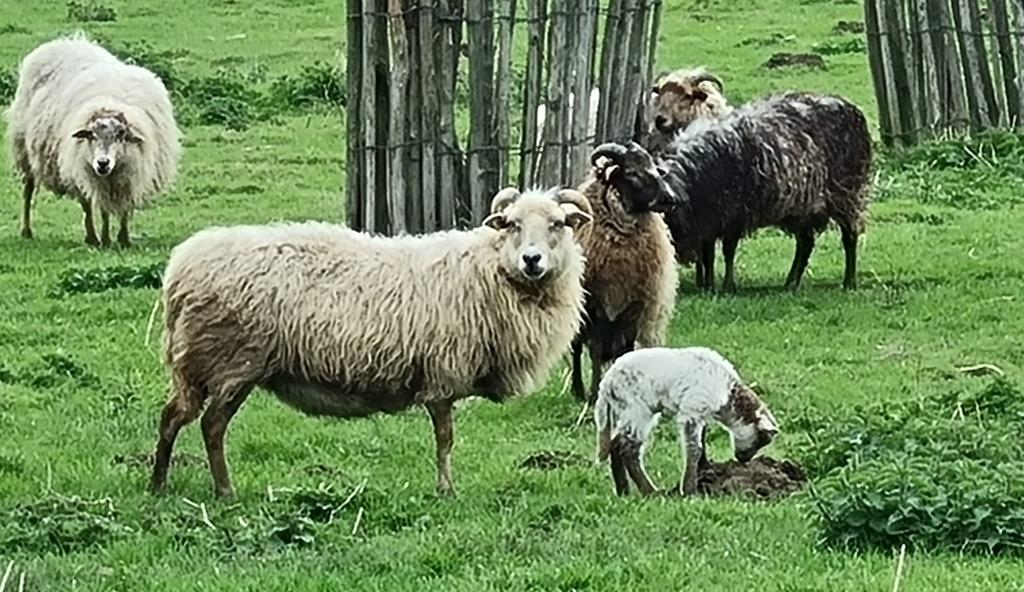 Drentse heideschapen, Animaux & Accessoires, Moutons, Chèvres & Cochons, Mouton, Plusieurs animaux