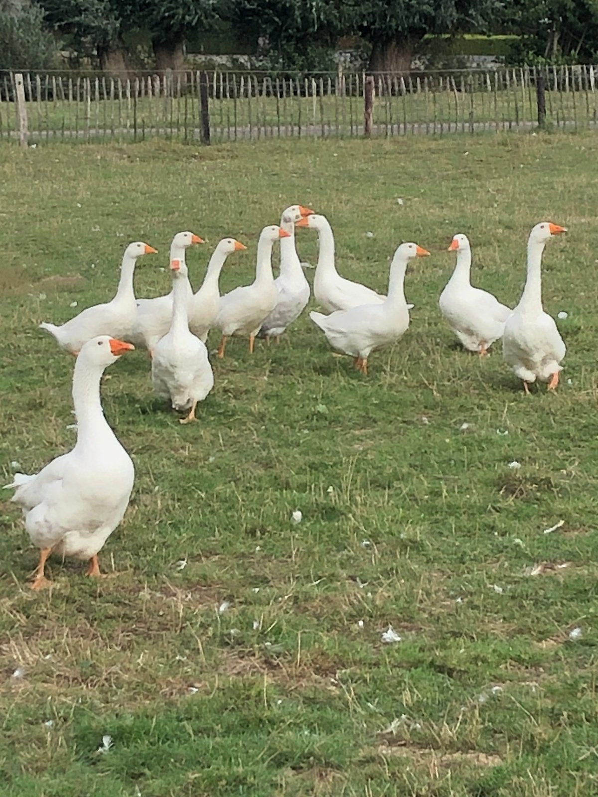 Oies blanches de basse-cour, Plusieurs animaux, Oie ou Cygne