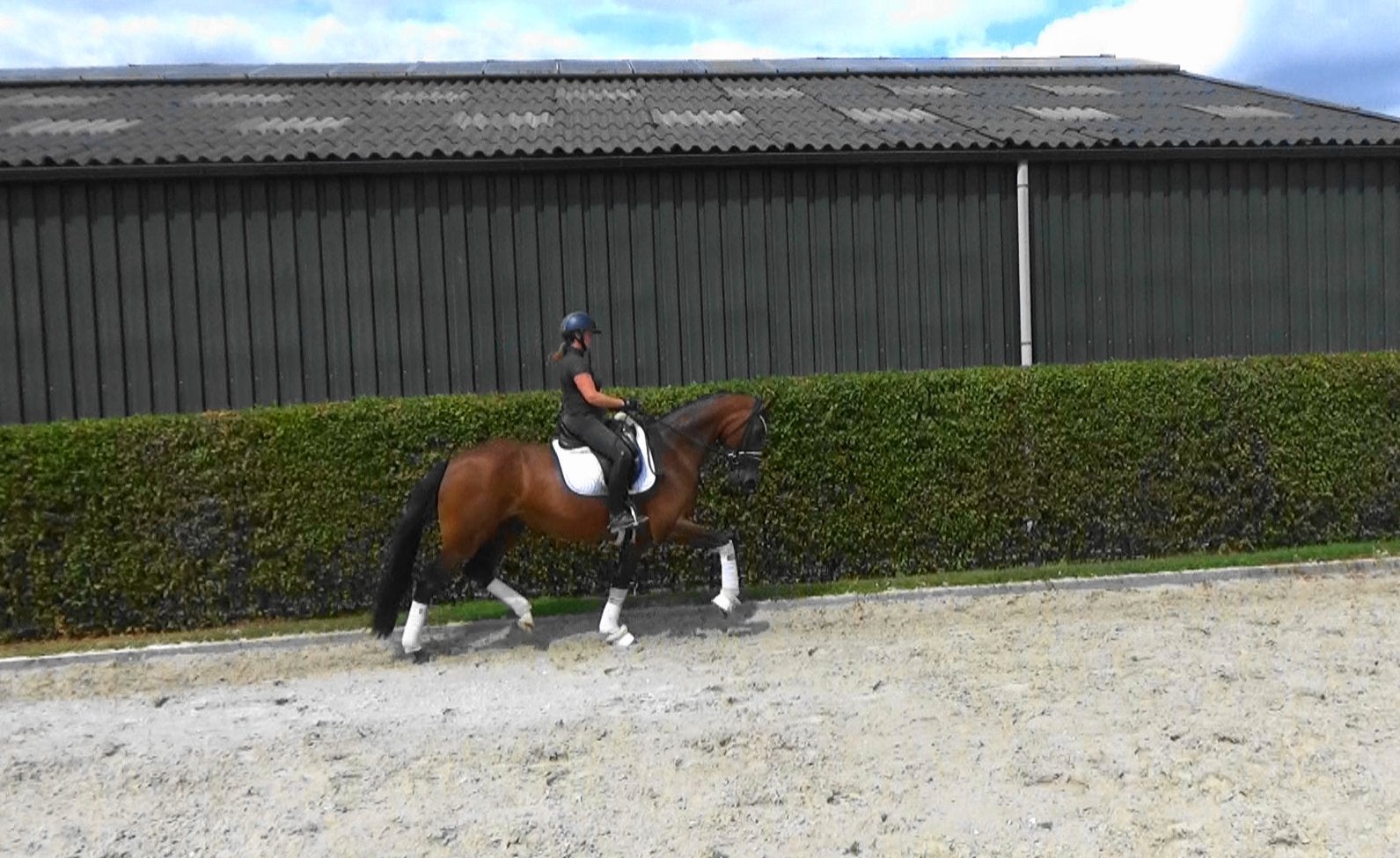 Talentvolle 9 jr Ferguson Elite merrie, Z1 dressuur, Dieren en Toebehoren, Paarden, Merrie, Dressuurpaard, 7 tot 10 jaar, 165 tot 170 cm