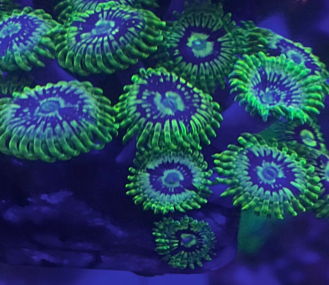Zoas te koop, Autres types, Poisson de mer
